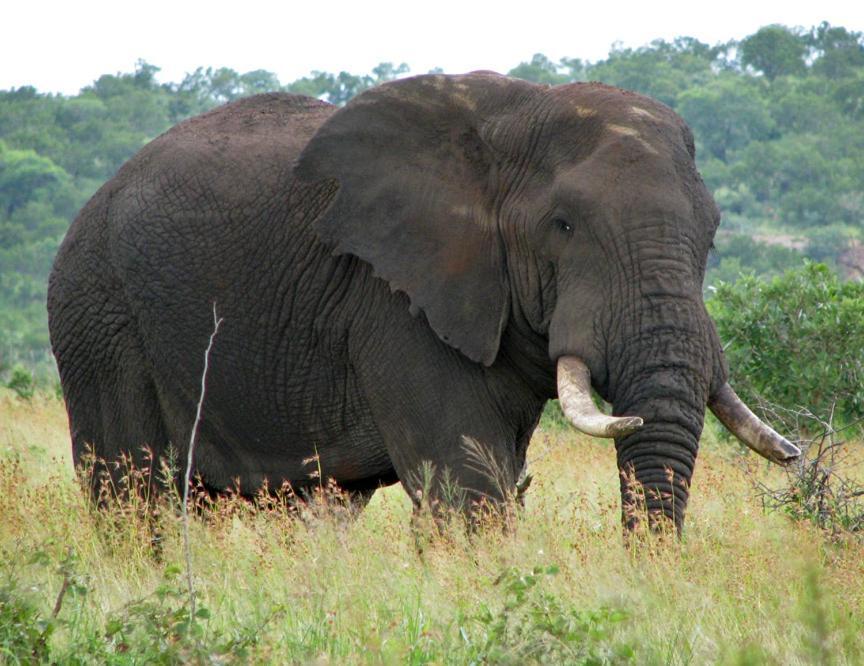 Ndlovu Log Home Dinokeng Klipdrift ภายนอก รูปภาพ