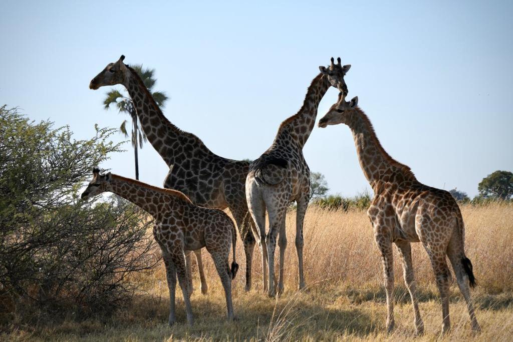 Ndlovu Log Home Dinokeng Klipdrift ภายนอก รูปภาพ