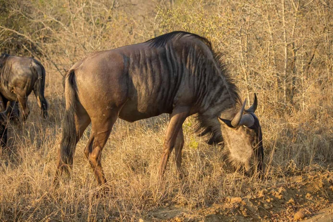 Ndlovu Log Home Dinokeng Klipdrift ภายนอก รูปภาพ