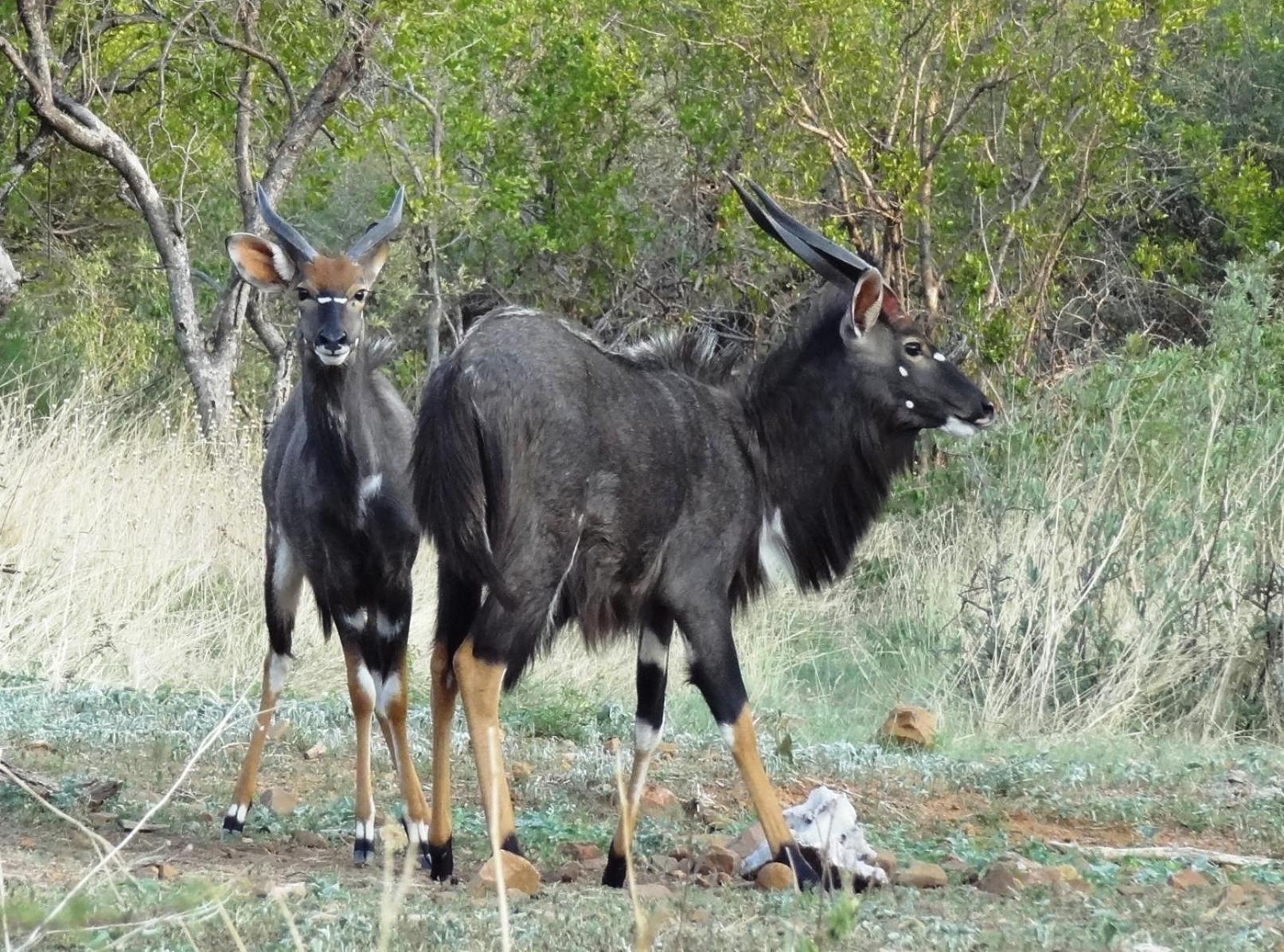 Ndlovu Log Home Dinokeng Klipdrift ภายนอก รูปภาพ