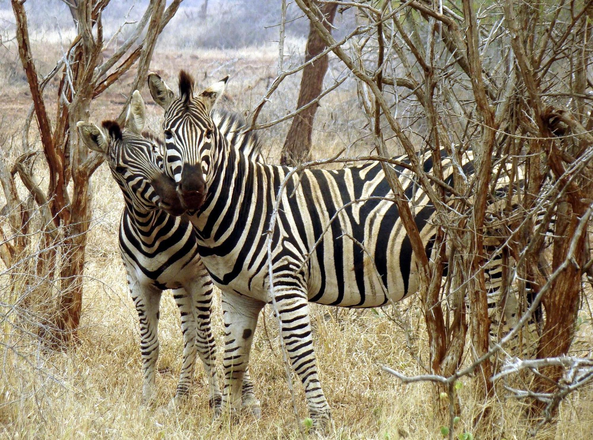 Ndlovu Log Home Dinokeng Klipdrift ภายนอก รูปภาพ